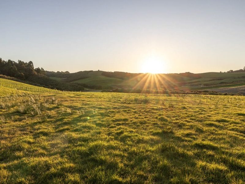 PalliserDowns_July2024_Lot35_12